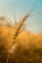 Golden Ripe Wheat Royalty Free Stock Photo