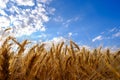 Golden ripe wheat ears in evening on the field at clouds and blue sky background Royalty Free Stock Photo