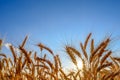 Golden ripe wheat ears in evening on the field at sun and blue sky background Royalty Free Stock Photo