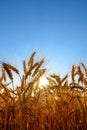 Golden ripe wheat ears in evening on the field at sun and blue sky background. Royalty Free Stock Photo