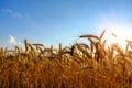 Golden ripe wheat ears in evening on the field at sun, clouds and blue sky background. Royalty Free Stock Photo