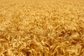 Golden ripe wheat ears at the farm field ready for harvesting. Rich wheat crop harvest. Agriculture and agronomy theme Royalty Free Stock Photo