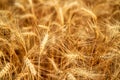 Golden ripe wheat ears at the farm field ready for harvesting. Rich wheat crop harvest. Agriculture and agronomy theme Royalty Free Stock Photo