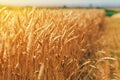 Golden ripe wheat ears in the field Royalty Free Stock Photo