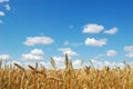 Golden ripe wheat field