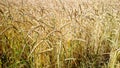 Golden, ripe wheat field as background Royalty Free Stock Photo