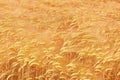 Golden Ripe Wheat Field Background