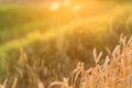 Golden ripe wheat field background, copy space Royalty Free Stock Photo