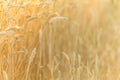 Golden ripe wheat field background, copy space Royalty Free Stock Photo