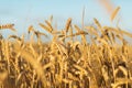 Golden ripe wheat field background, copy space Royalty Free Stock Photo