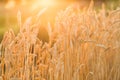 Golden ripe wheat field background, copy space Royalty Free Stock Photo