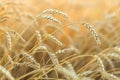 Golden ripe wheat field background Royalty Free Stock Photo