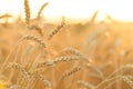 Golden ripe wheat field background Royalty Free Stock Photo