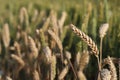 A golden, ripe wheat field. Close-up of a yellow ear, waiting to be harvested. Selective focus, blurred background Royalty Free Stock Photo