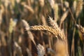 A golden, ripe wheat field. Close-up of a yellow ear, waiting to be harvested. Selective focus, blurred background Royalty Free Stock Photo