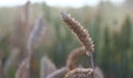 A golden, ripe wheat field. Close-up of a yellow ear, waiting to be harvested. Selective focus, blurred background Royalty Free Stock Photo
