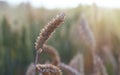 A golden, ripe wheat field. Close-up of a yellow ear, waiting to be harvested. Selective focus, blurred background Royalty Free Stock Photo
