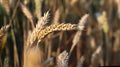 A golden, ripe wheat field. Close-up of a yellow ear, waiting to be harvested. Selective focus, blurred background Royalty Free Stock Photo