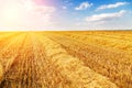 Golden ripe wheat field, just before harvesting Royalty Free Stock Photo
