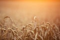 Golden ripe wheat field, sunny day, soft focus, agricultural landscape, growing plant, cultivate crop, autumnal nature, harvest se Royalty Free Stock Photo