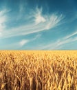 golden ripe wheat on field in sunset and dark blue sky with clouds Royalty Free Stock Photo