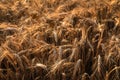 Golden ripe wheat spikelets in field, closeup Royalty Free Stock Photo