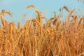 Golden ripe wheat spikelets in field, closeup Royalty Free Stock Photo