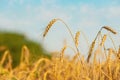 Golden ripe wheat spikelets in field, closeup Royalty Free Stock Photo