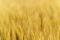 Golden ripes ears of wheat on field at sunset close-up macro. Full field of wheats in Ukraine.