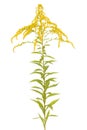 Golden rod Royalty Free Stock Photo