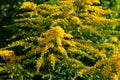 Golden rod Royalty Free Stock Photo