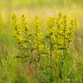 golden-rod close up.