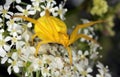 Golden rod spider (Misumena vatia) Royalty Free Stock Photo