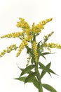 Golden Rod With Yellow Flower Royalty Free Stock Photo