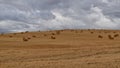 Golden Rolling Fields