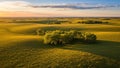 Golden Rolling Hills and Scattered Trees Under a Sunset Sky with Wispy Clouds 2ddd Royalty Free Stock Photo