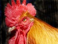 Golden Rooster Royalty Free Stock Photo