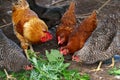 Golden rooster and chickens. Free range rooster and chickens Royalty Free Stock Photo