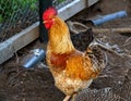 Golden rooster and chickens. Free range rooster and chickens Royalty Free Stock Photo