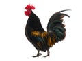 golden rooster isolated on white background Royalty Free Stock Photo