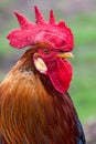 Golden rooster portrait sideview