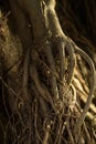 Golden roots of a tree look like human hands Royalty Free Stock Photo