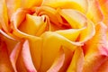 Golden Rose Royalty Free Stock Photo