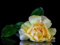 Golden rose on black background Royalty Free Stock Photo