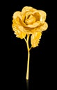 Golden rose isolated on black background Royalty Free Stock Photo