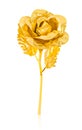 Golden rose isolated on wite background Royalty Free Stock Photo