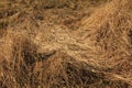 Golden rough wavy hay straws pattern texture background. Royalty Free Stock Photo