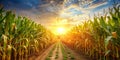 Golden Rows of Endless Corn Fields Under Bright Sunlight Generative By AI Royalty Free Stock Photo