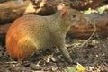 Golden-rumped agouti