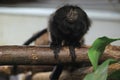 Golden-rumped lion tamarin